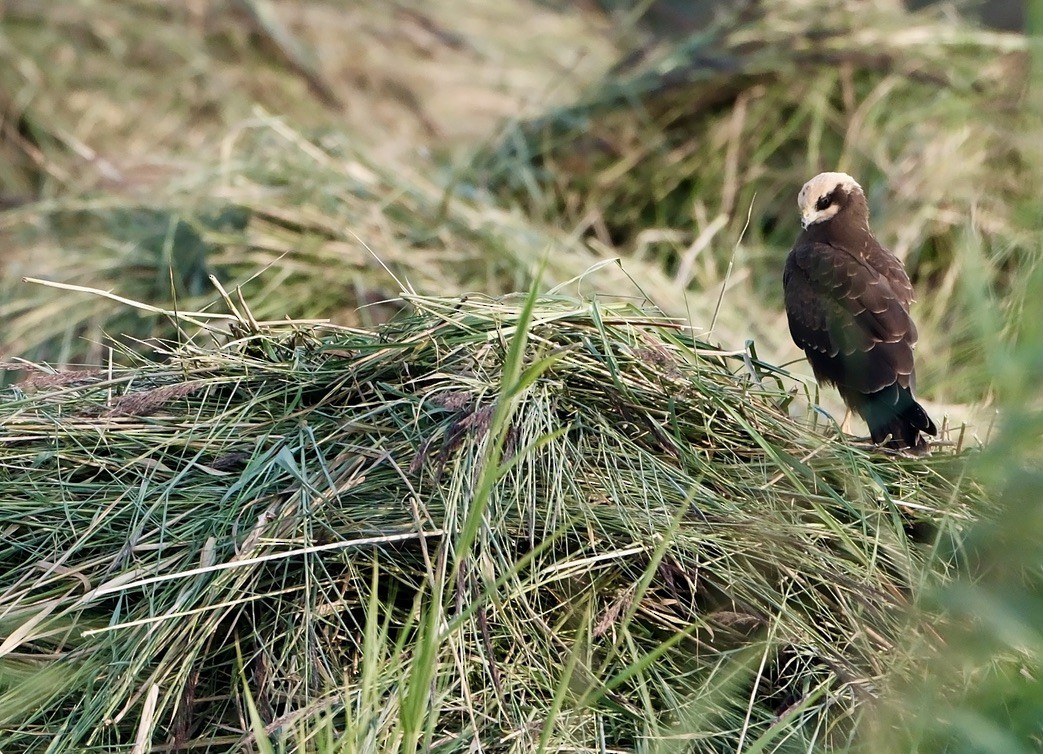 Western Marsh Harrier - ML639921128