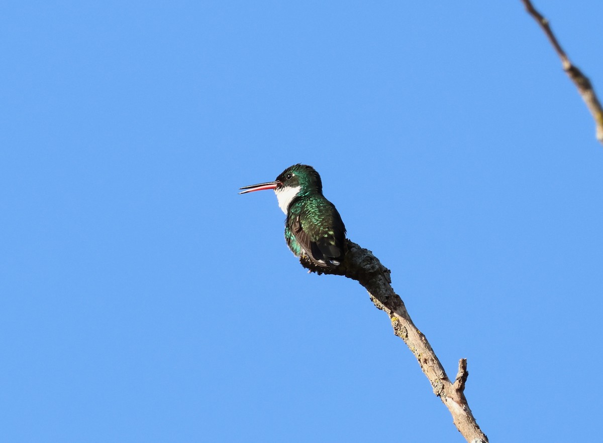 White-throated Hummingbird - ML639921142