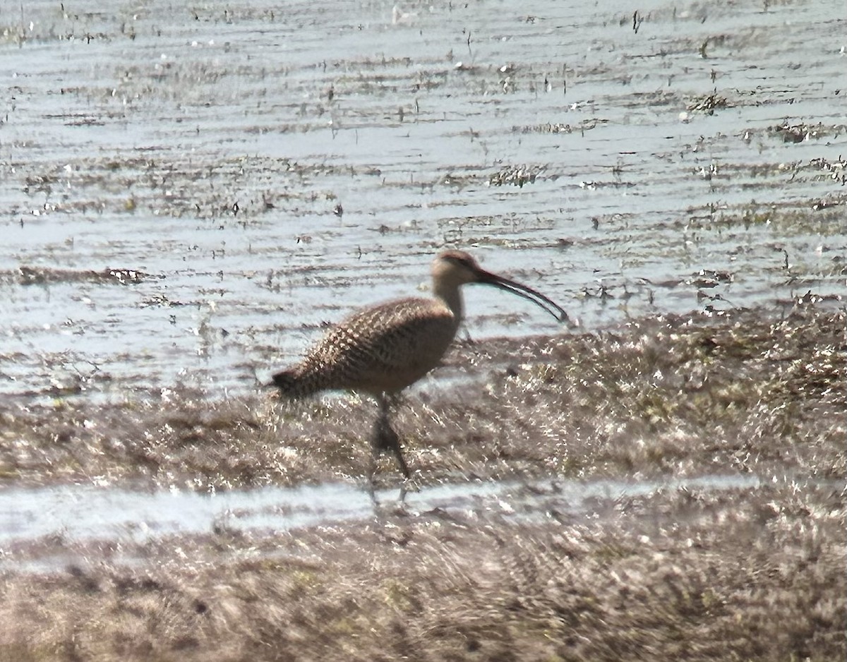 Long-billed Curlew - ML639921158