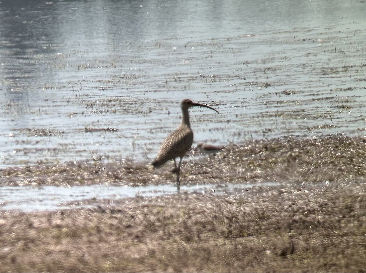 Long-billed Curlew - ML639921161