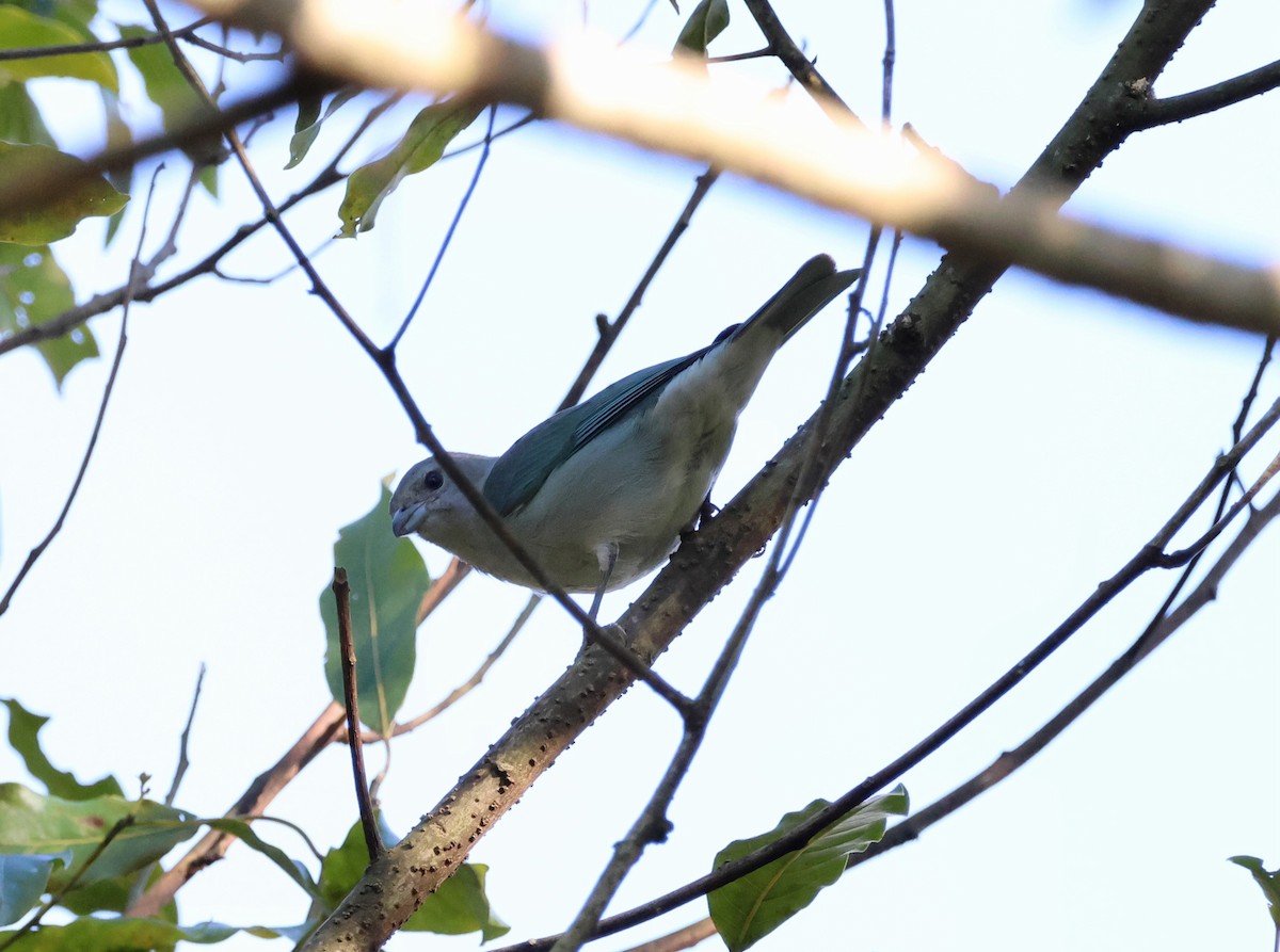 Sayaca Tanager - ML639921180