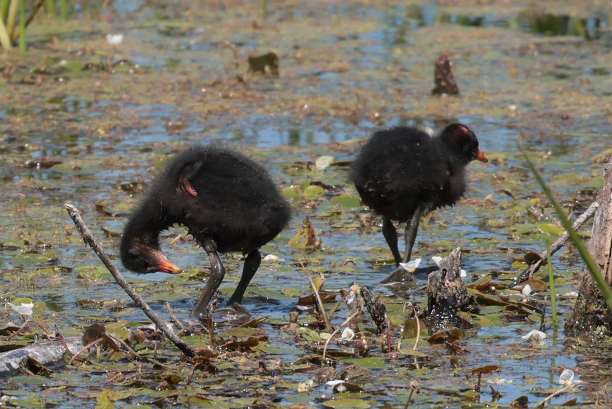 Common Gallinule - ML639921211