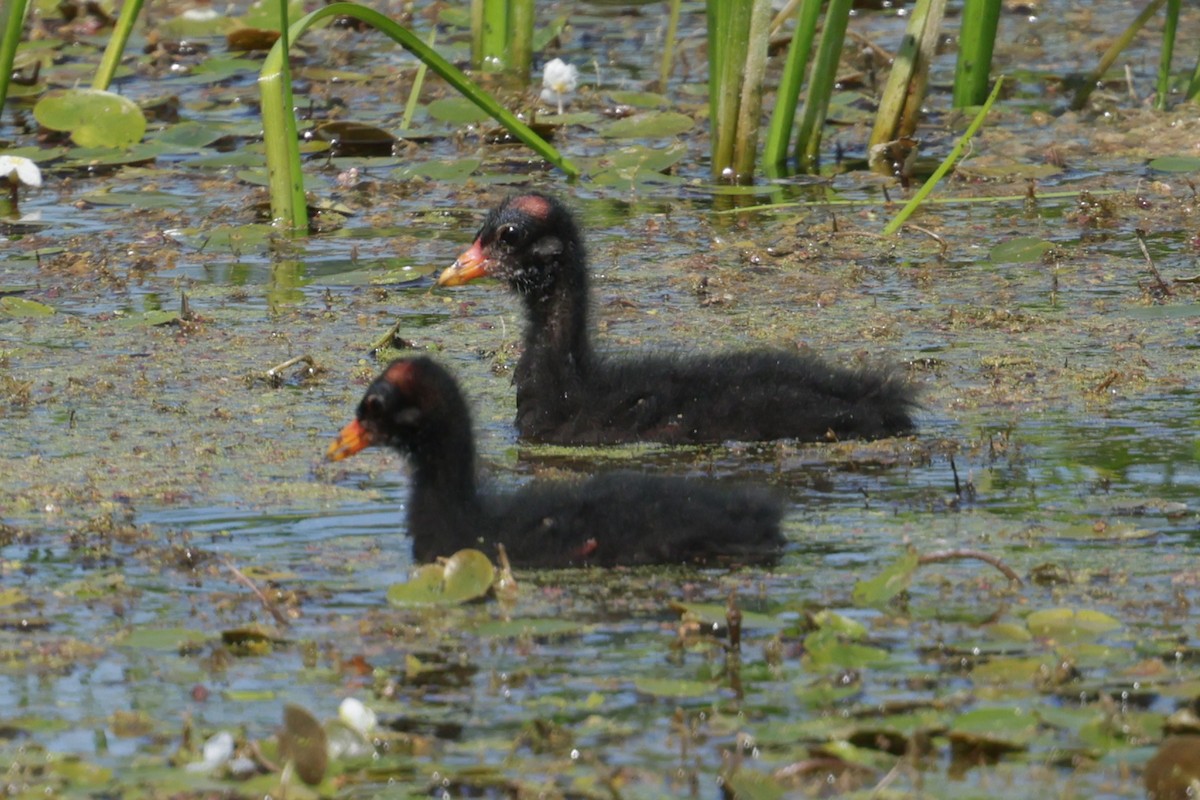 Common Gallinule - ML639921213