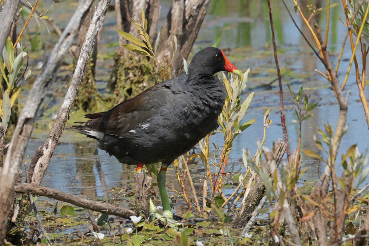 Common Gallinule - ML639921214