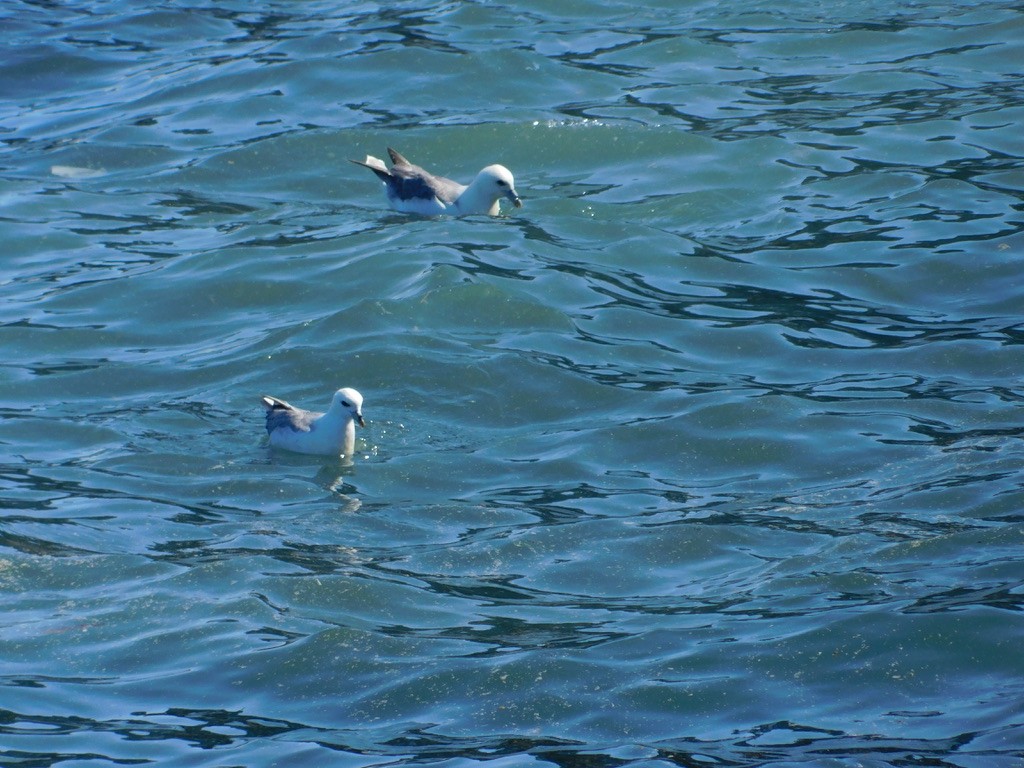 Northern Fulmar - ML639921215