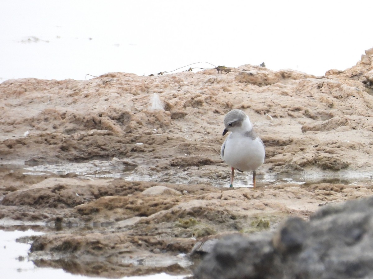 Piping Plover - ML639921217