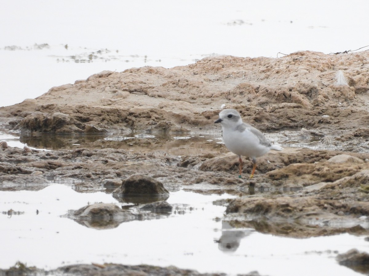 Piping Plover - ML639921218