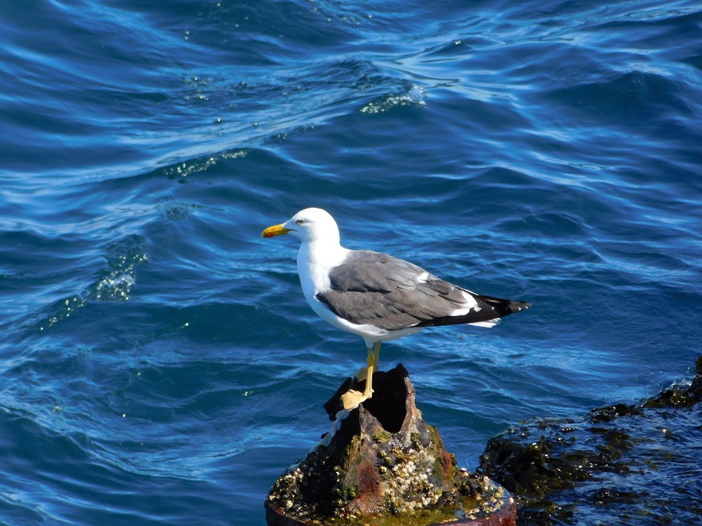 Great Black-backed Gull - ML639921223