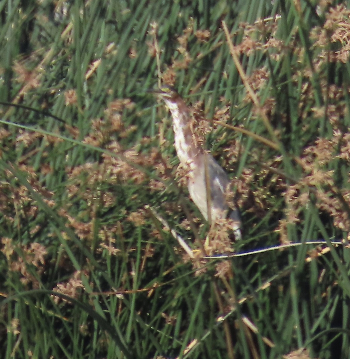 Green Heron - ML639921279