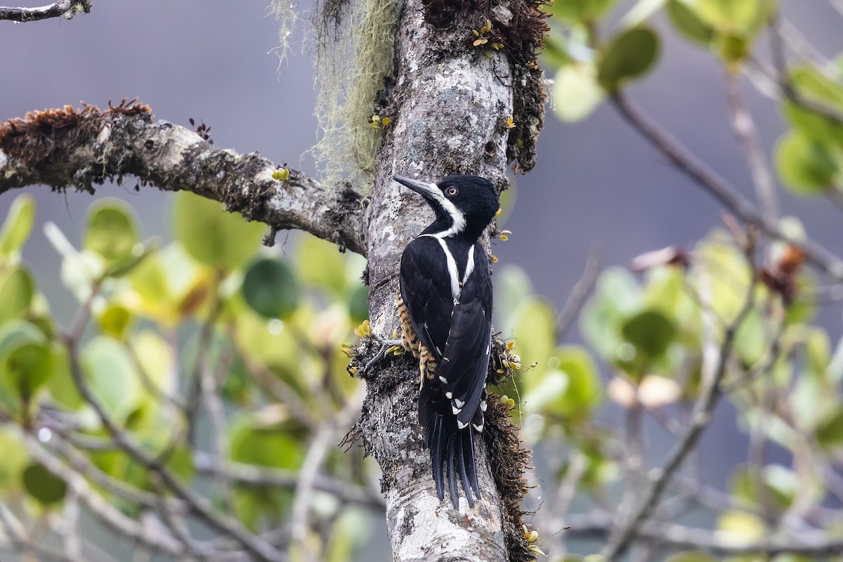 Powerful Woodpecker - ML639921415