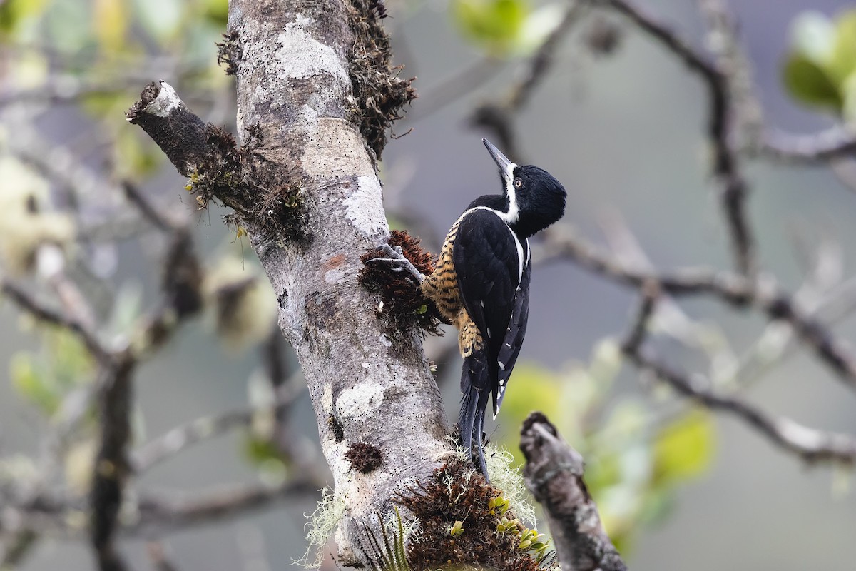 Powerful Woodpecker - ML639921416