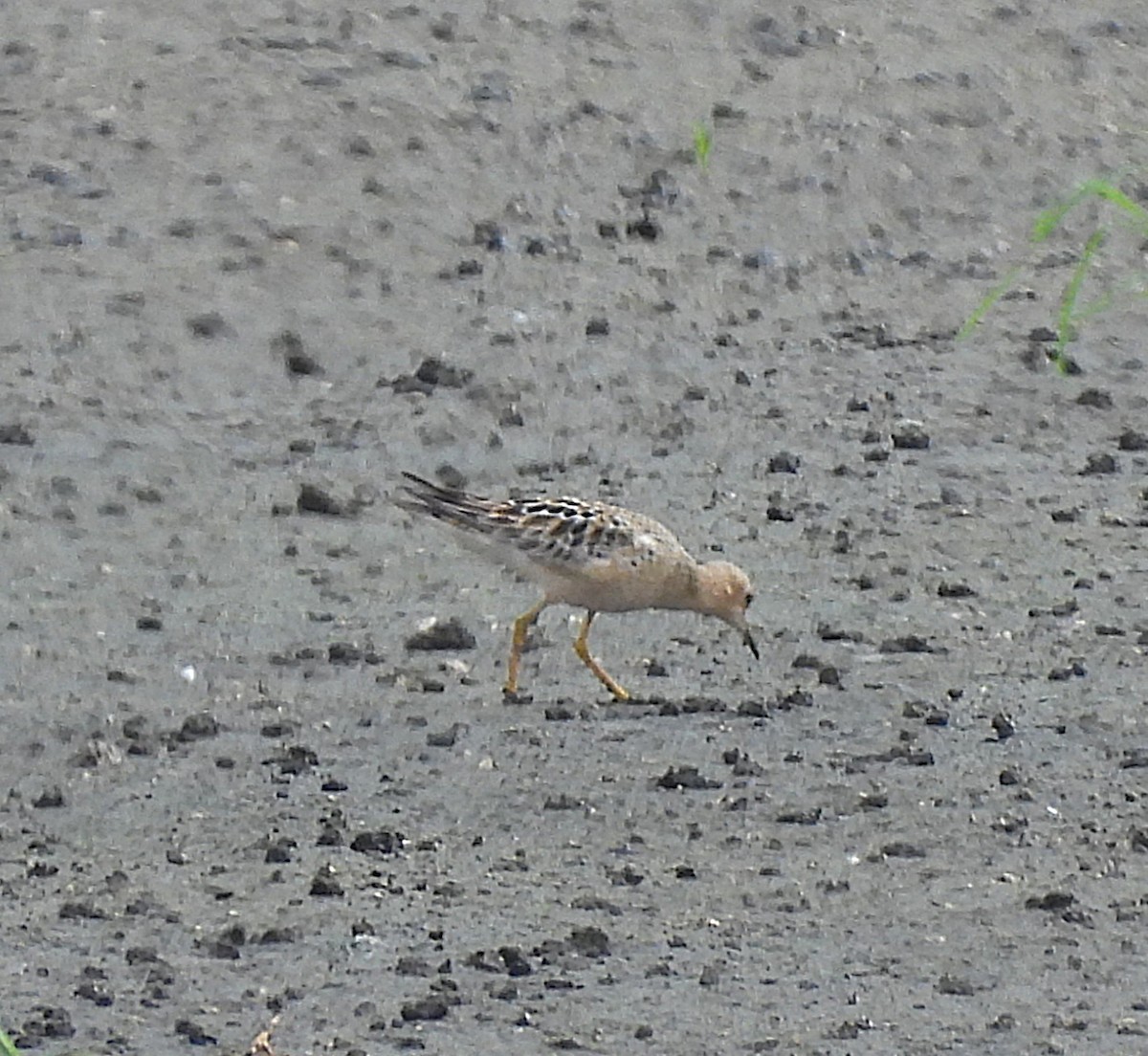 Buff-breasted Sandpiper - ML639921431
