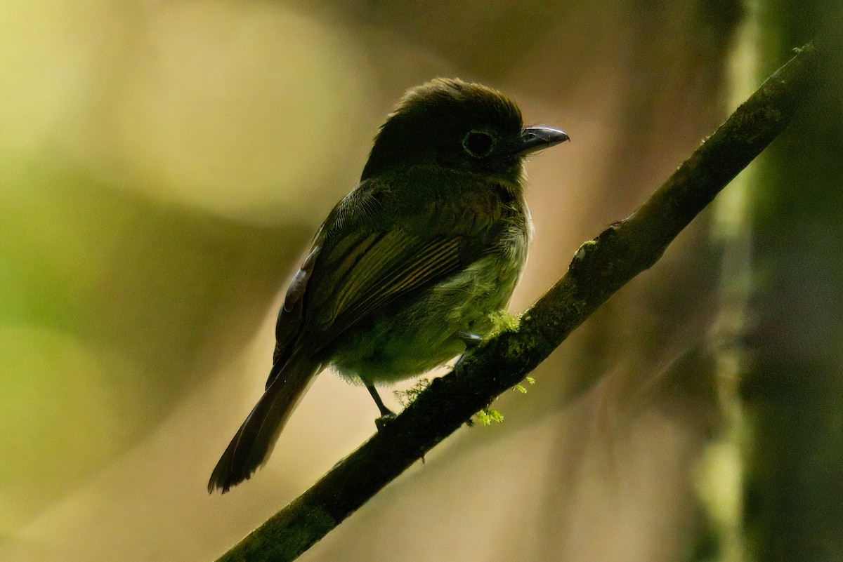 Eye-ringed Flatbill - ML639921449