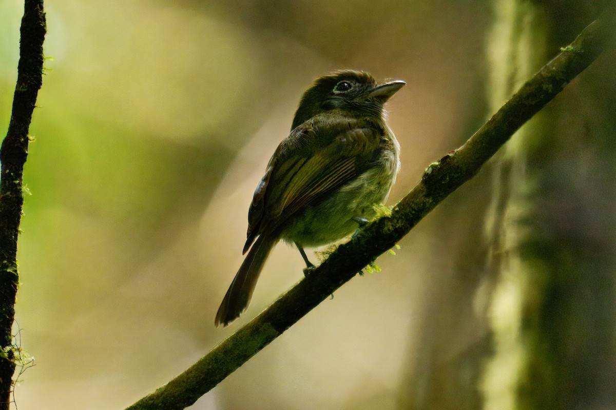 Eye-ringed Flatbill - ML639921451