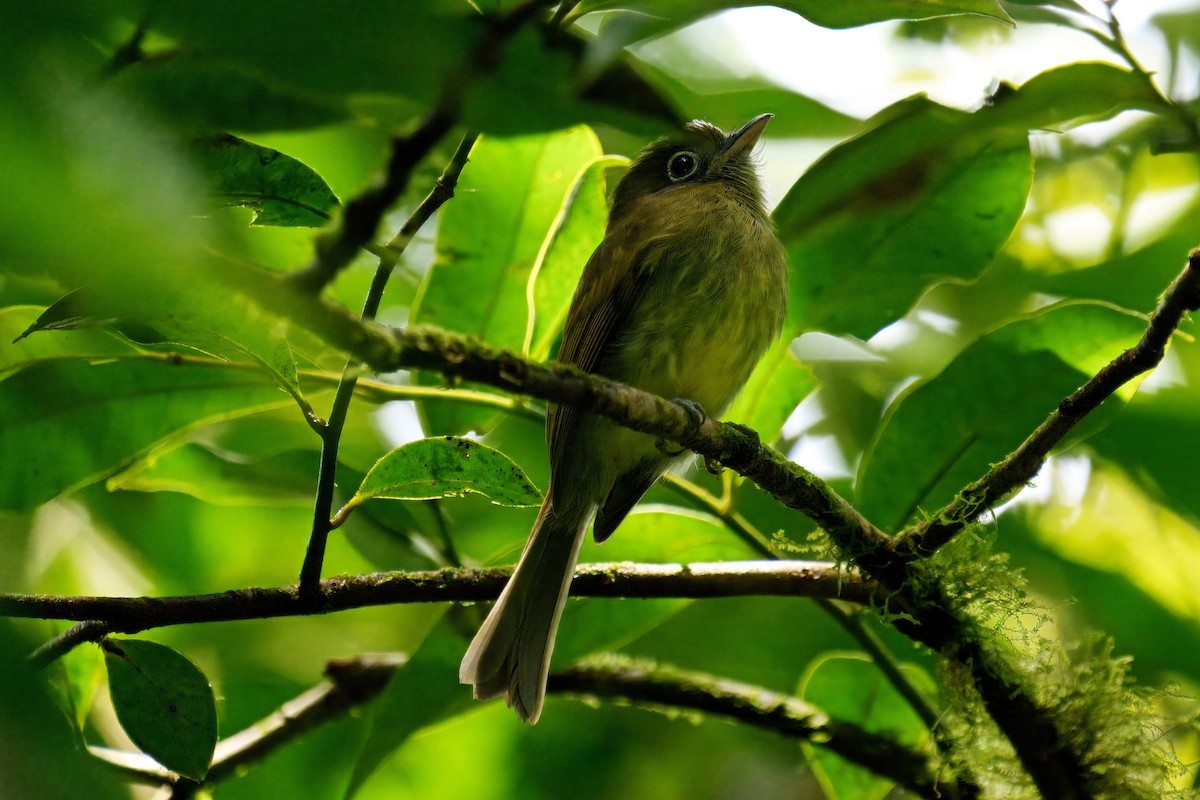 Eye-ringed Flatbill - ML639921453
