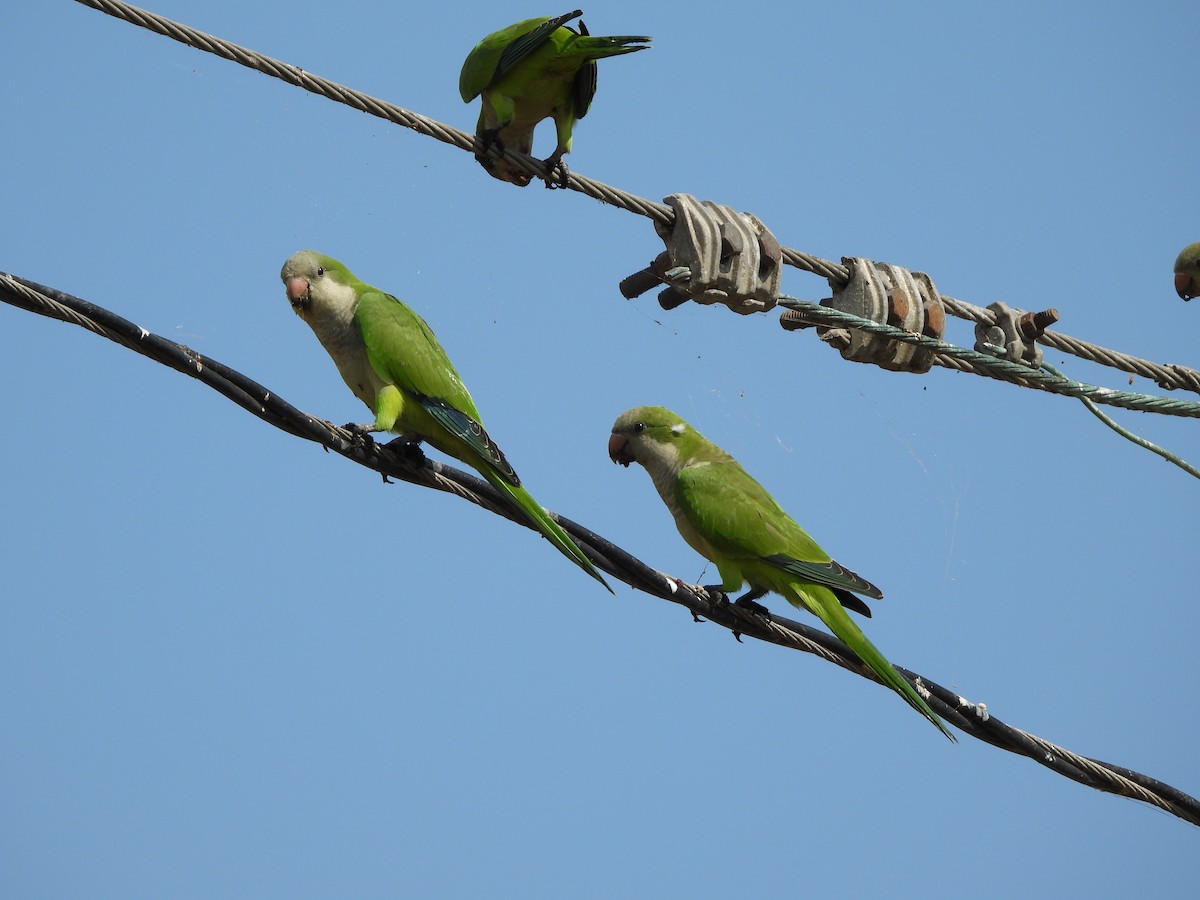 Monk Parakeet - ML639921454