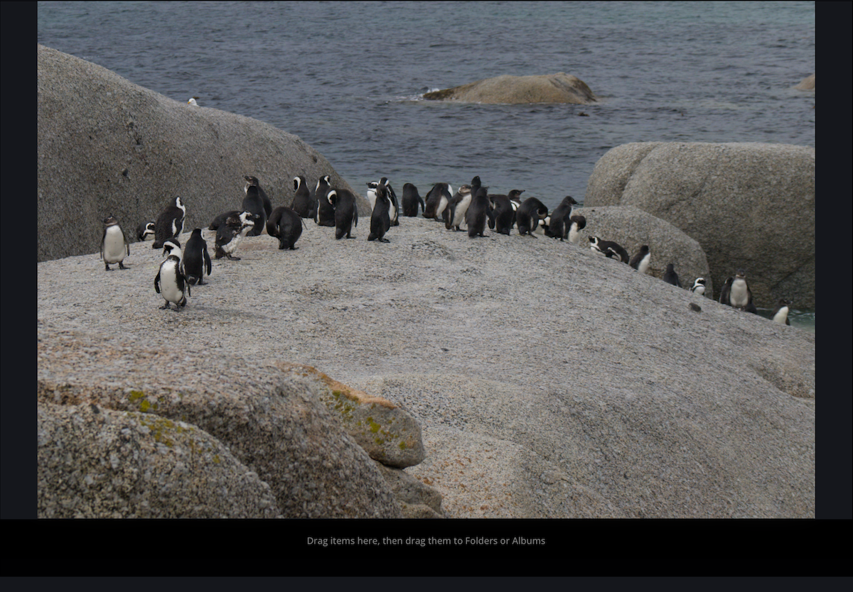 African Penguin - ML639921486