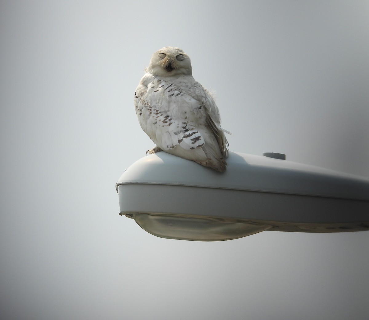 Snowy Owl - ML639921489