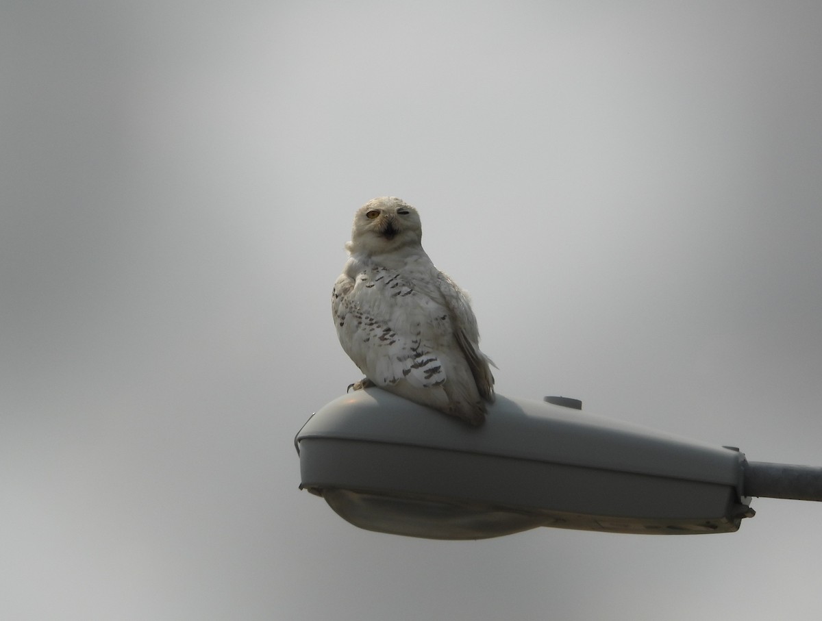 Snowy Owl - ML639921504