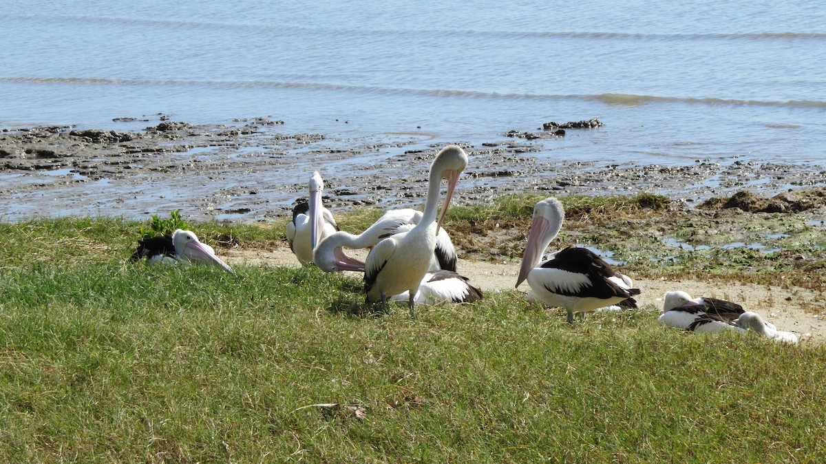 Australian Pelican - ML63992151