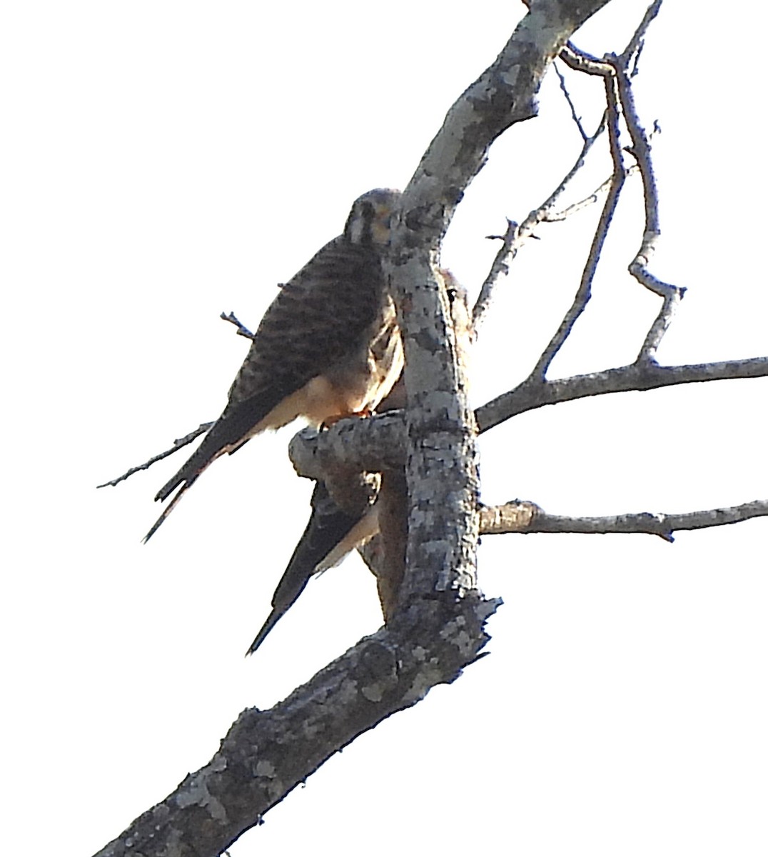 American Kestrel - ML639921511