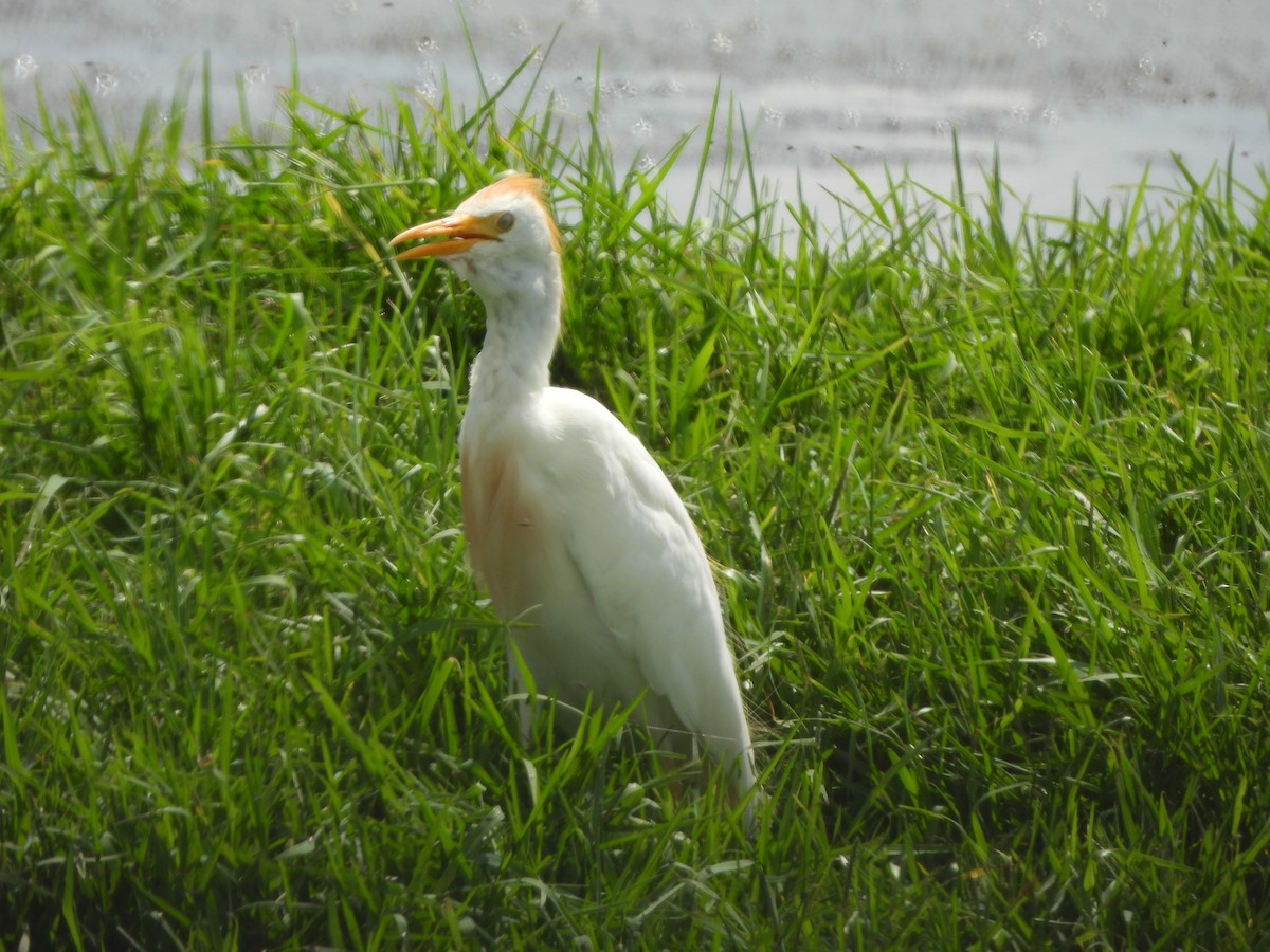 Western Cattle-Egret - ML639921529
