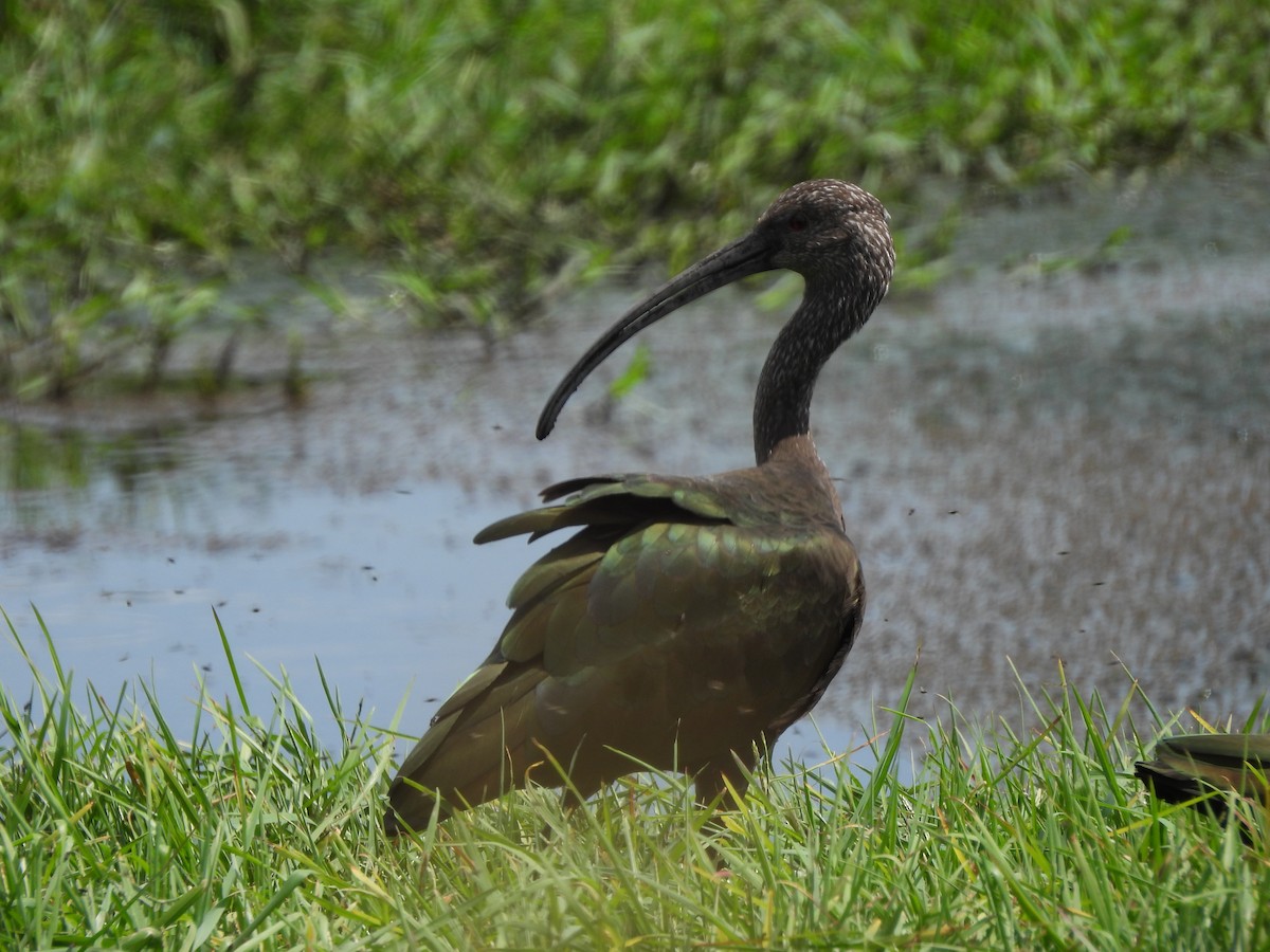 White-faced Ibis - ML639921537