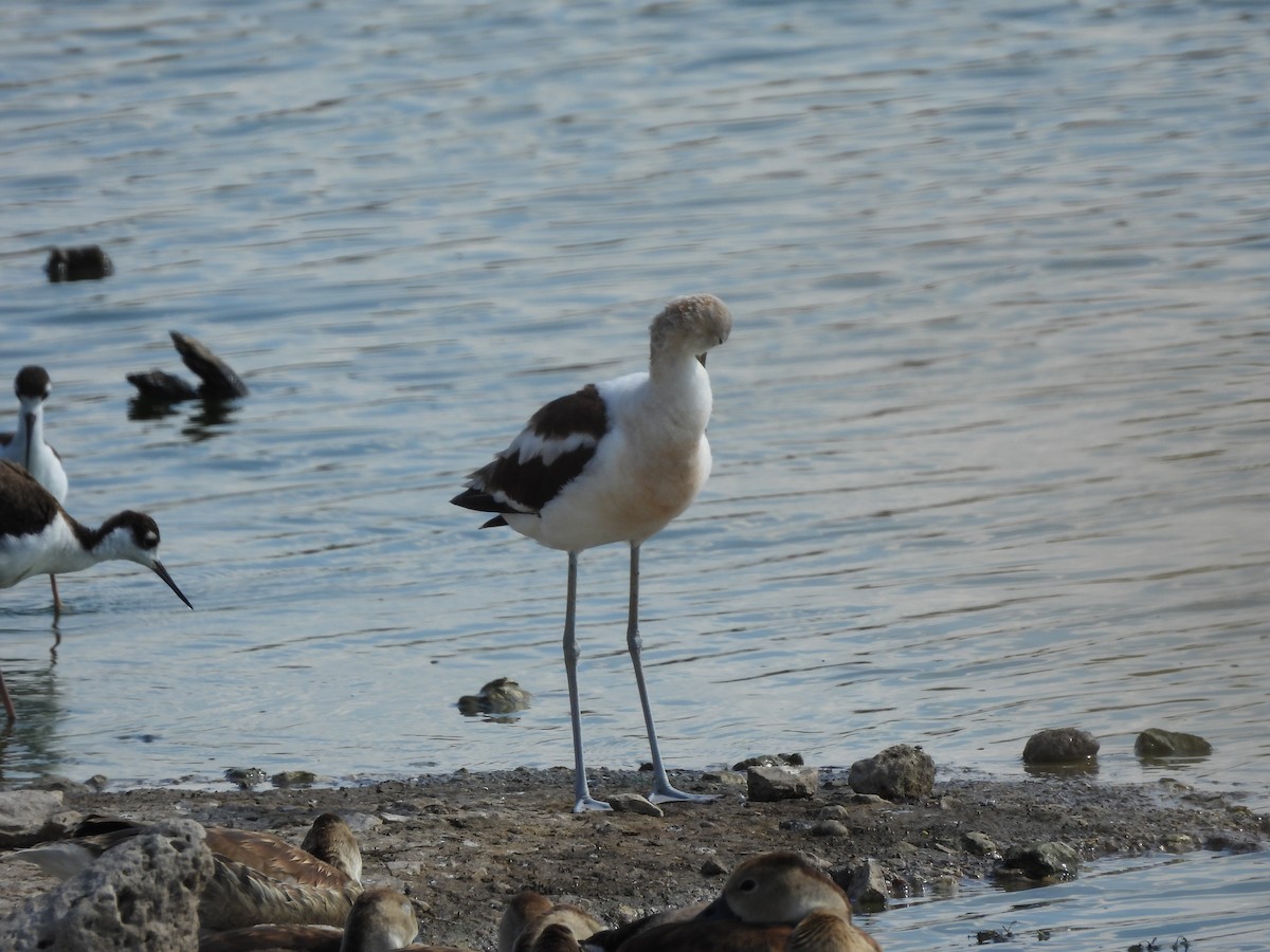 American Avocet - ML639921547