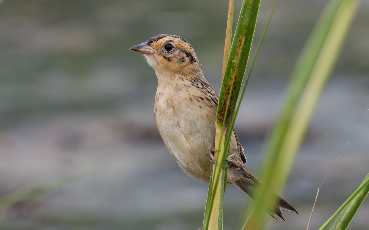 Saltmarsh Sparrow - ML639921549