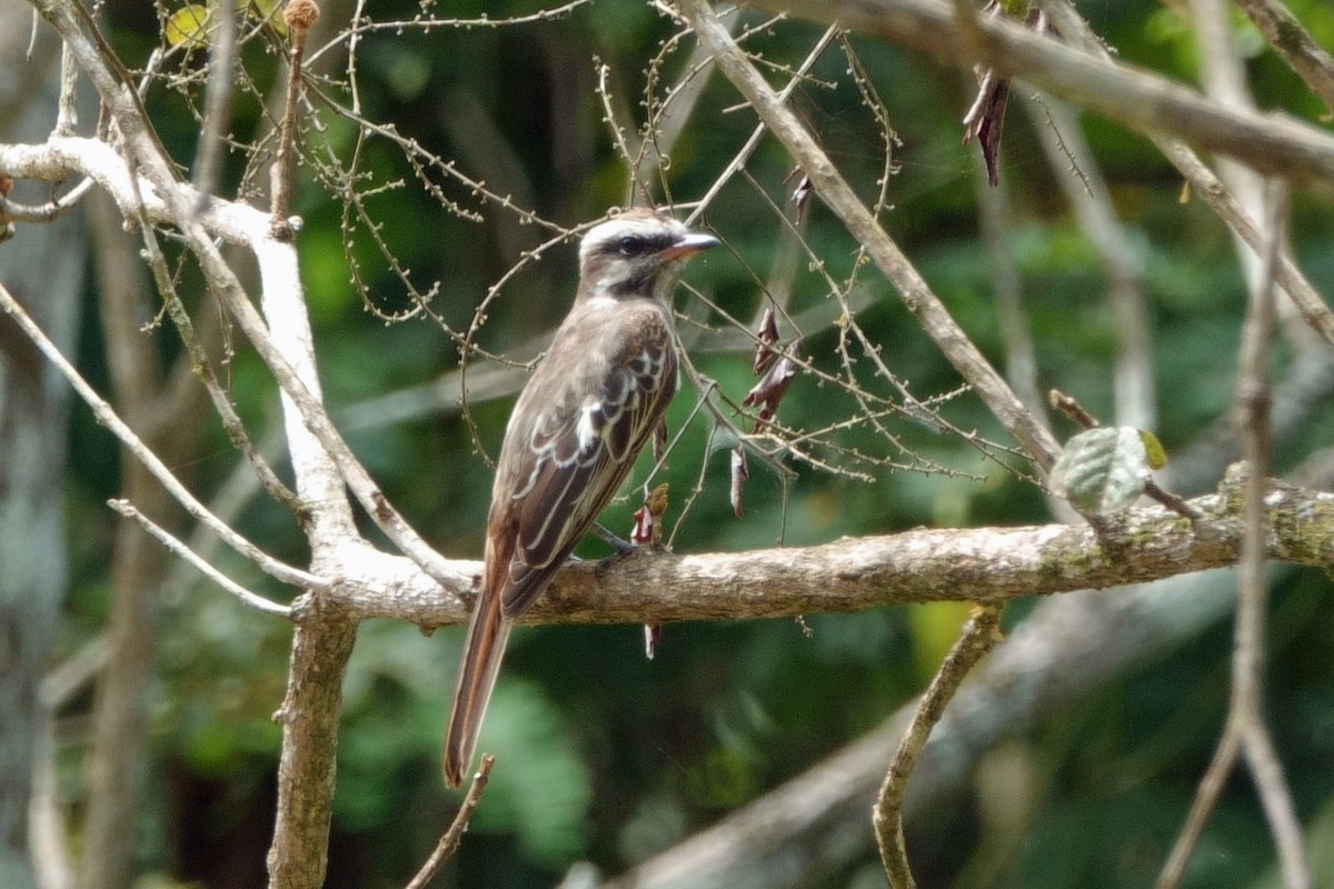 Variegated Flycatcher - ML639921551