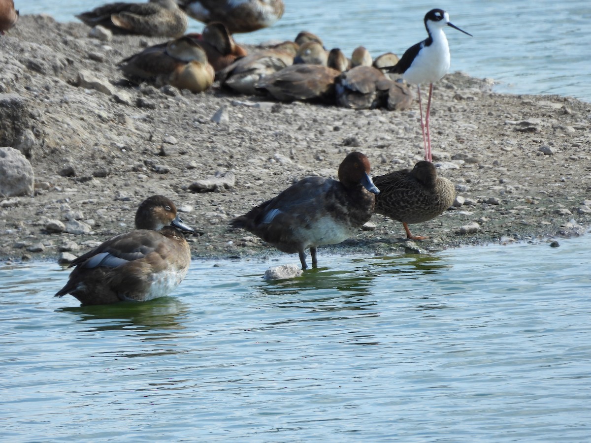 Redhead - ML639921583