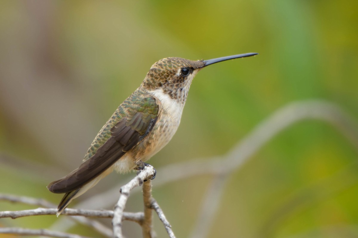 Black-chinned Hummingbird - ML639921656