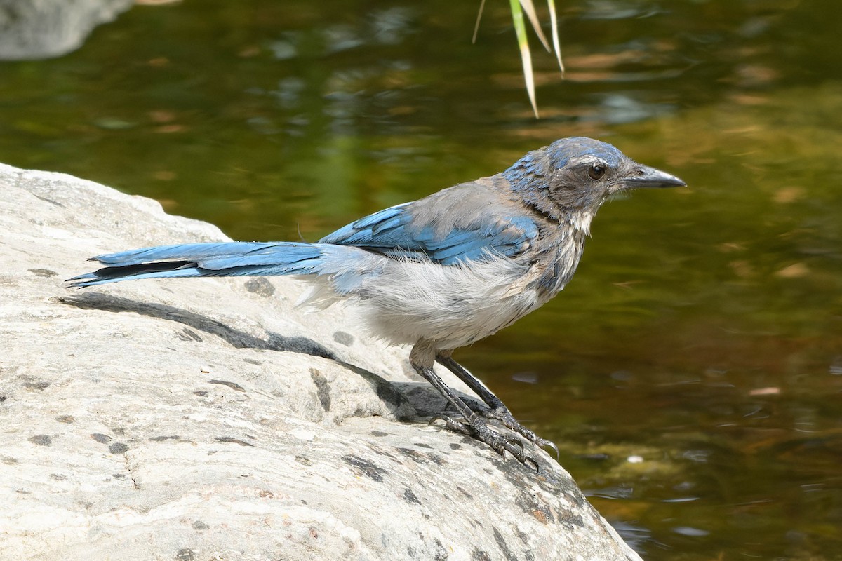 California Scrub-Jay - ML639921663