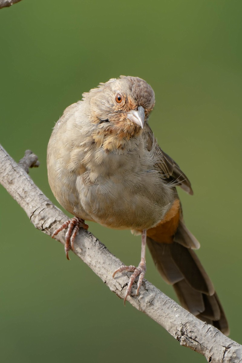 California Towhee - ML639921664