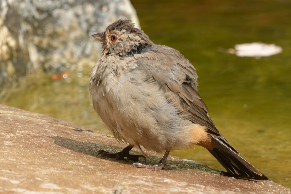 California Towhee - ML639921669