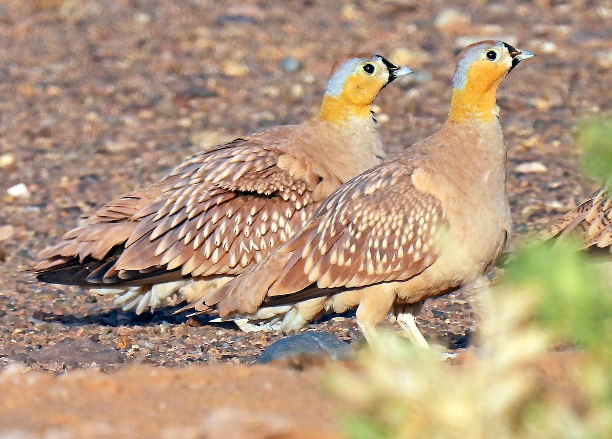 Crowned Sandgrouse - ML639921707