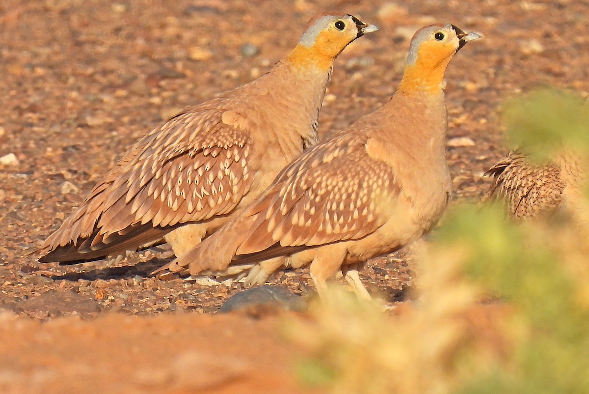 Crowned Sandgrouse - ML639921709