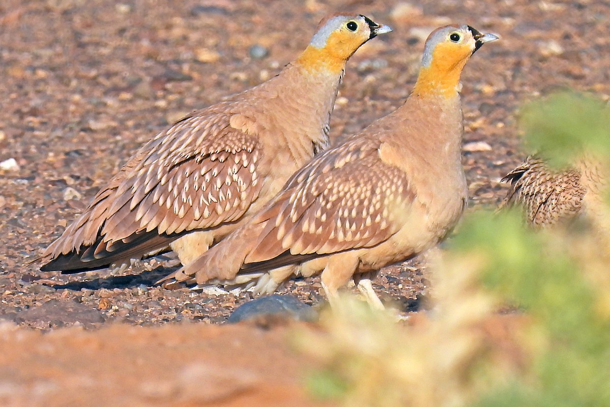 Crowned Sandgrouse - ML639921710