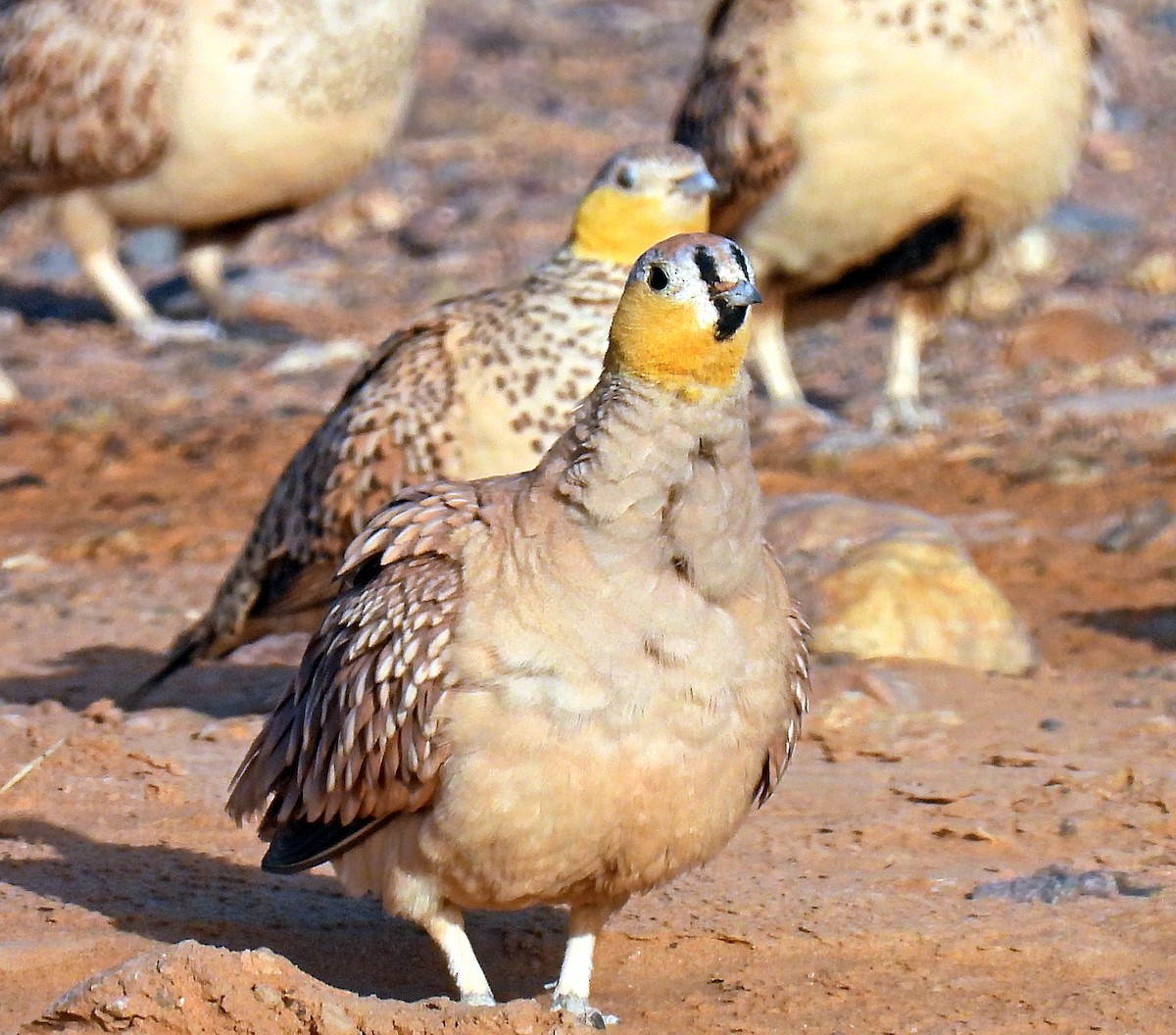 Crowned Sandgrouse - ML639921712