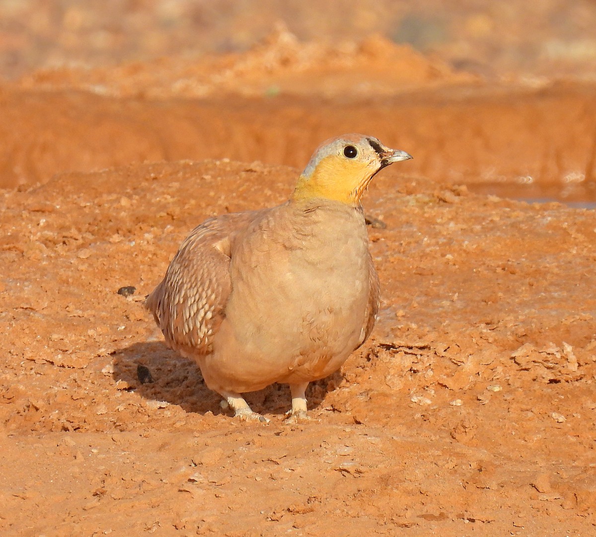 Crowned Sandgrouse - ML639921713