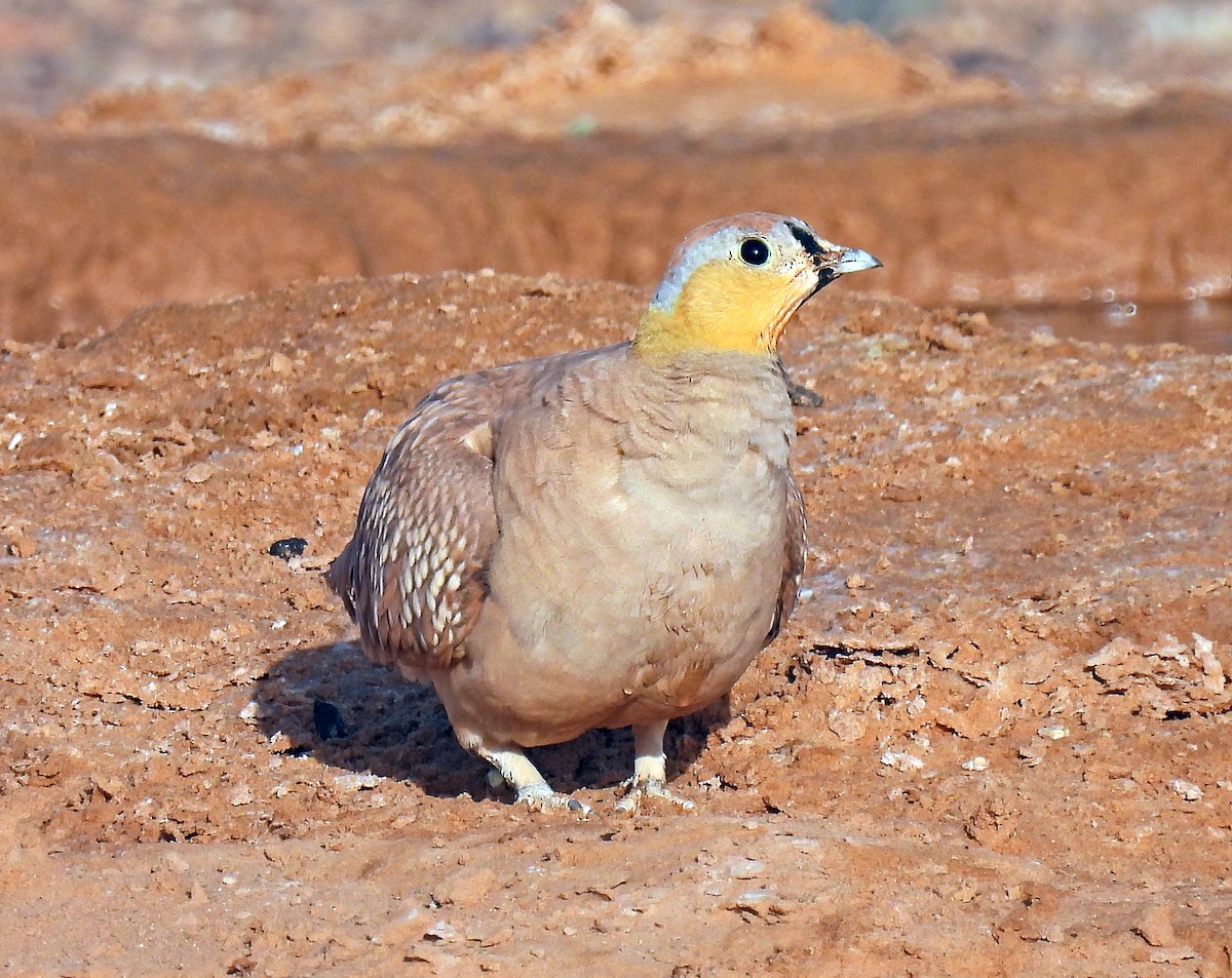 Crowned Sandgrouse - ML639921716