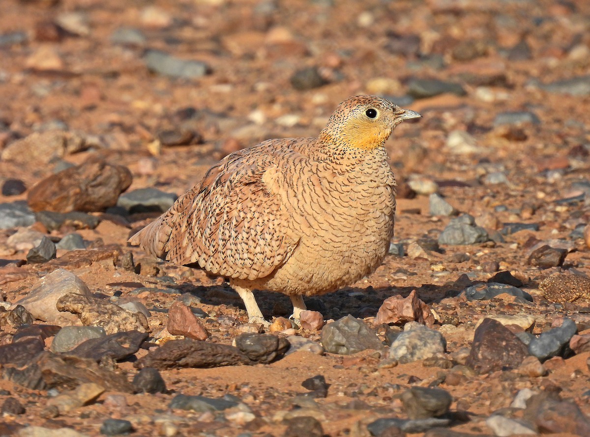 Crowned Sandgrouse - ML639921717
