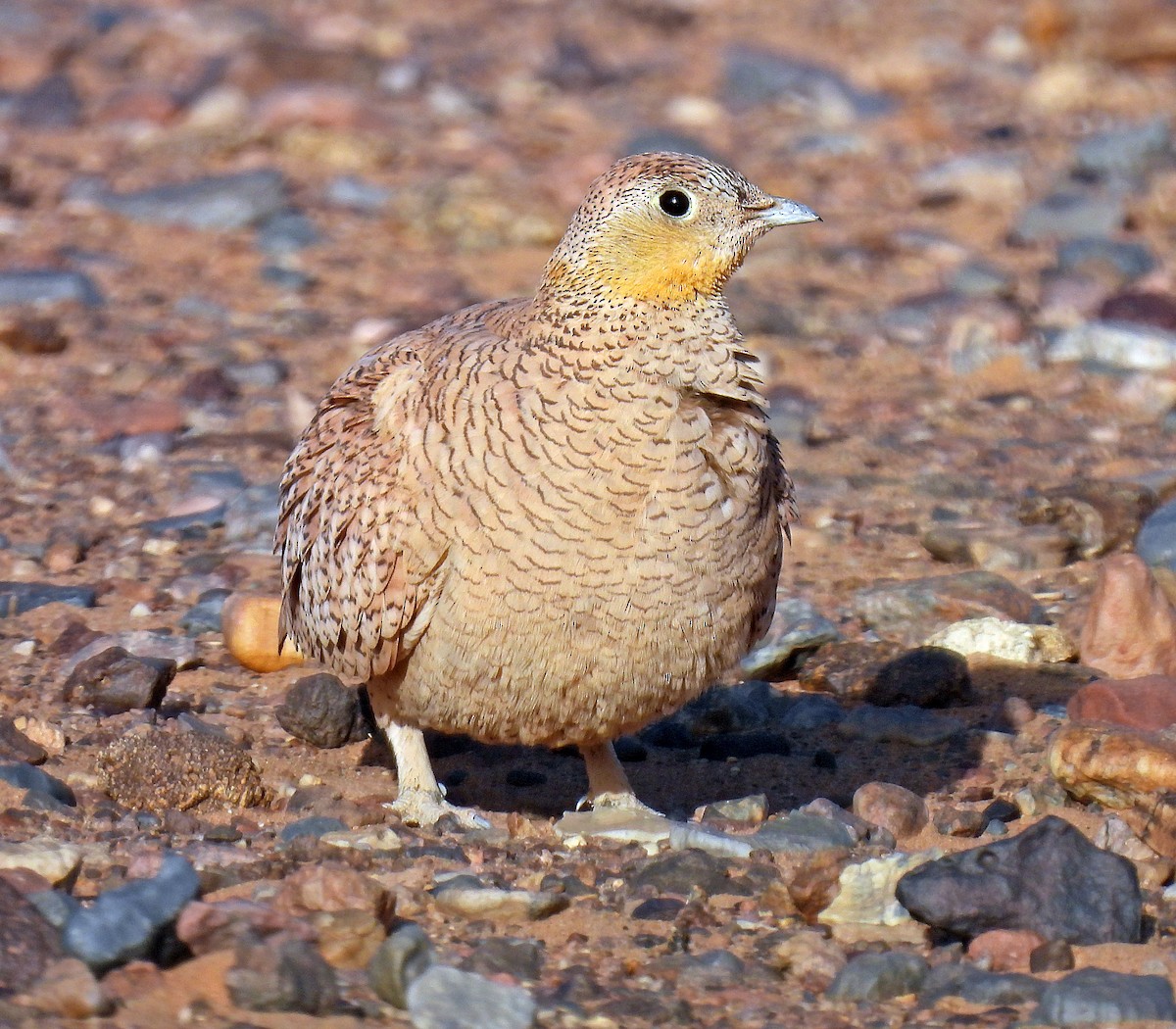 Crowned Sandgrouse - ML639921719