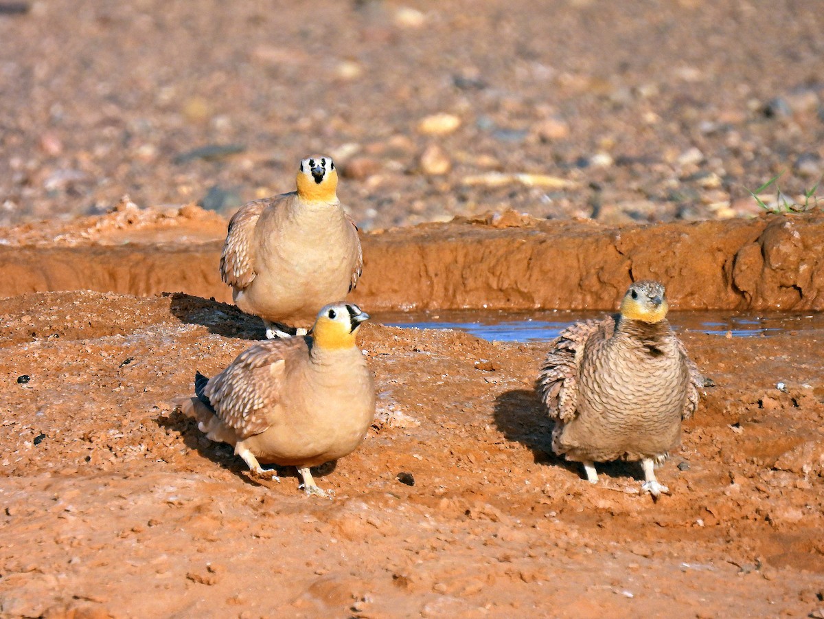 Crowned Sandgrouse - ML639921721