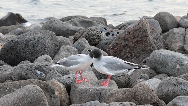 Swallow-tailed Gull - ML639921831