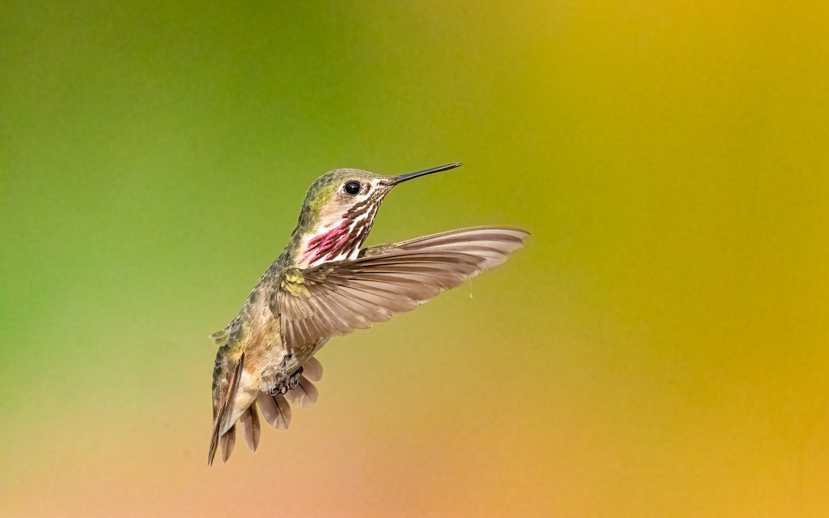 Calliope Hummingbird - ML639921840