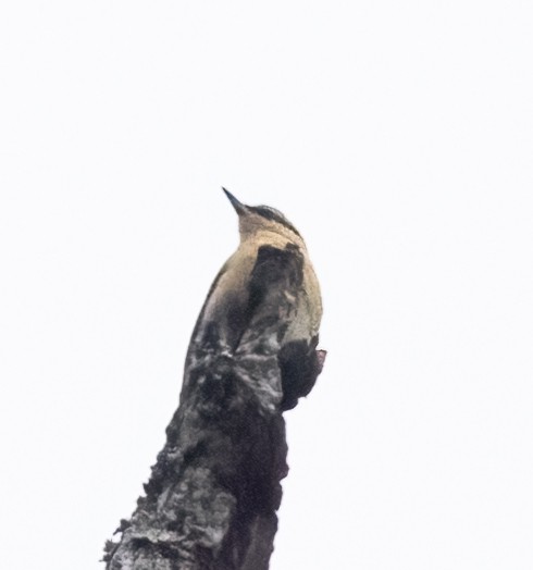 Garrapo eurasiarra (sinensis/formosana) - ML639921919