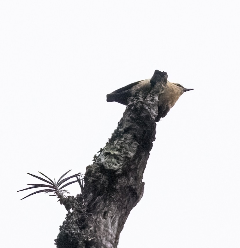 Garrapo eurasiarra (sinensis/formosana) - ML639921920