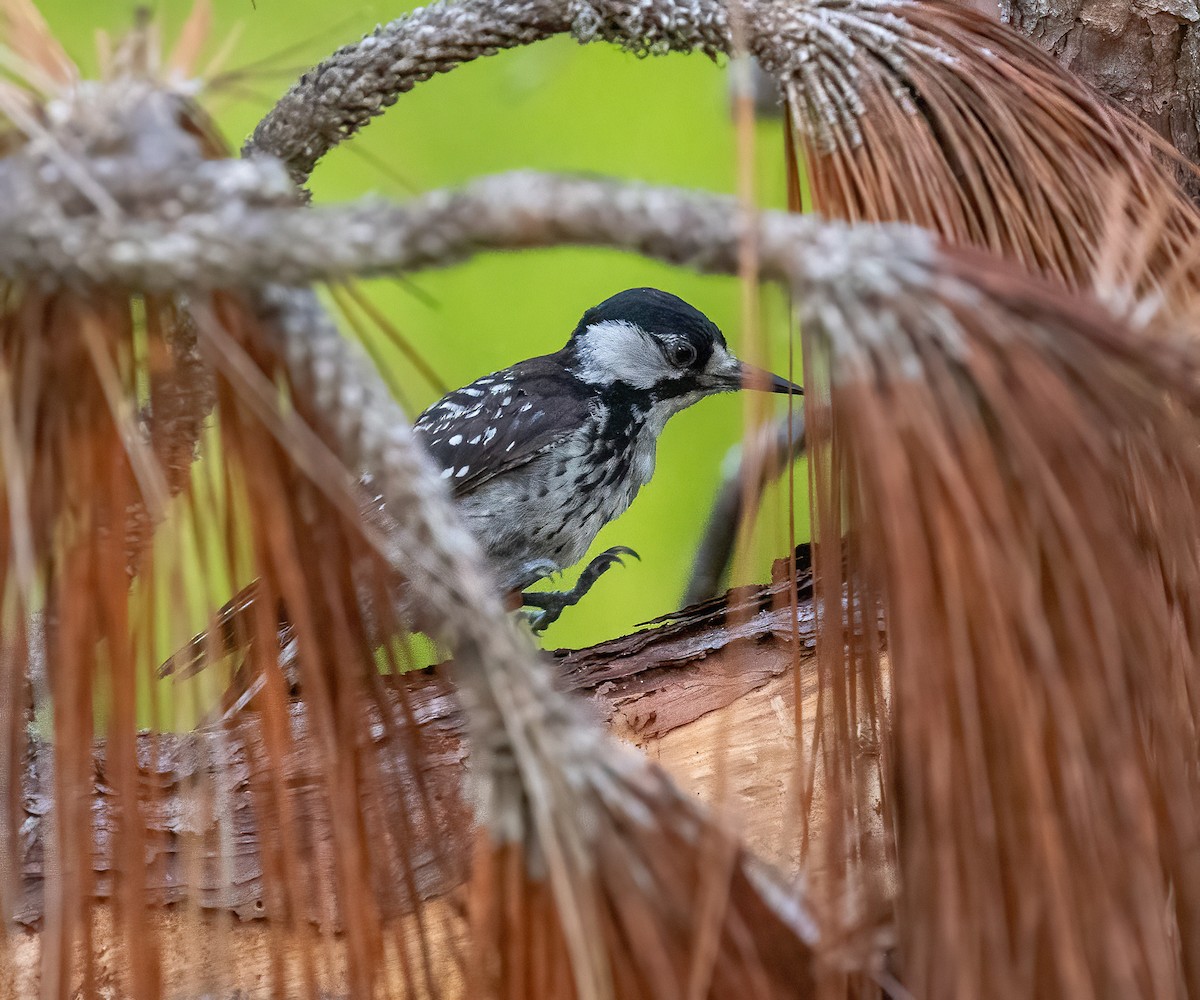 strakapoud kokardový - ML639921923