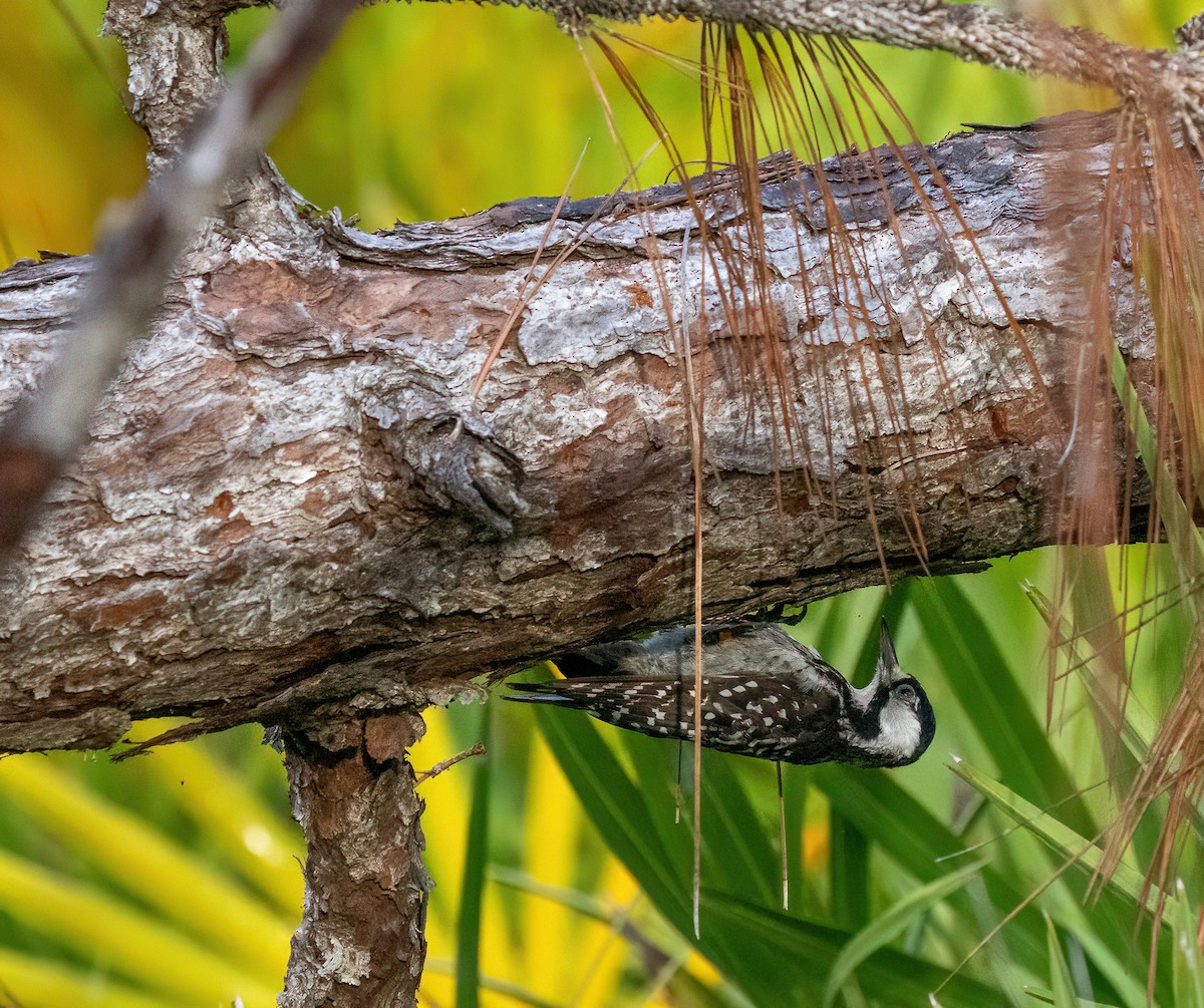 strakapoud kokardový - ML639921927